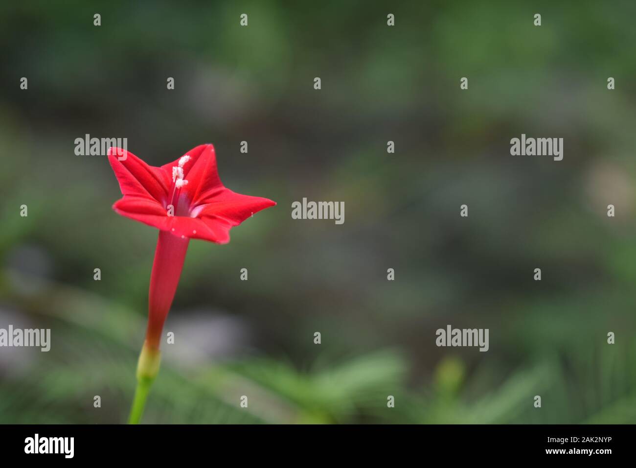 A cypress vine or red morning glory in green nature. Surakarta, Indonesia. Stock Photo