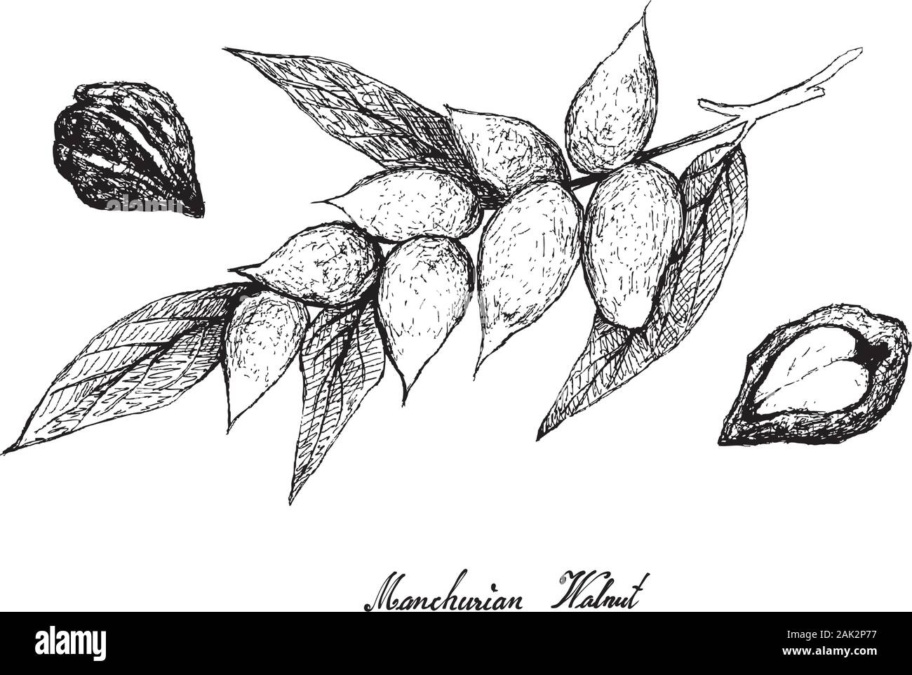 Illustration Hand Drawn Sketch Bunch of Juglans Mandshurica or Manchurian Walnut Fruits on A Tree Branch. Stock Vector