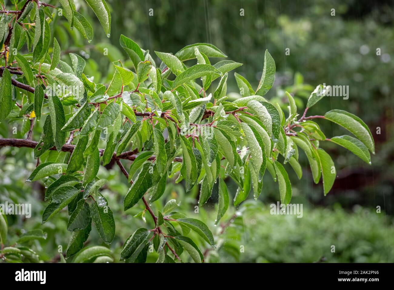 Green tree branch in rain hi-res stock photography and images - Alamy