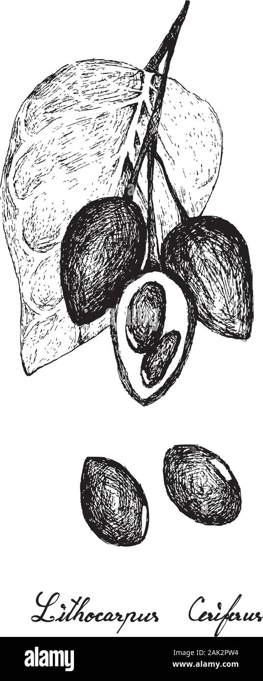Illustration Hand Drawn of Lithocarpus Ceriferus, Tanoak or Stone Oak. A Nut Similar to Acorn and Very Hard, Woody Nut Shell. Stock Vector