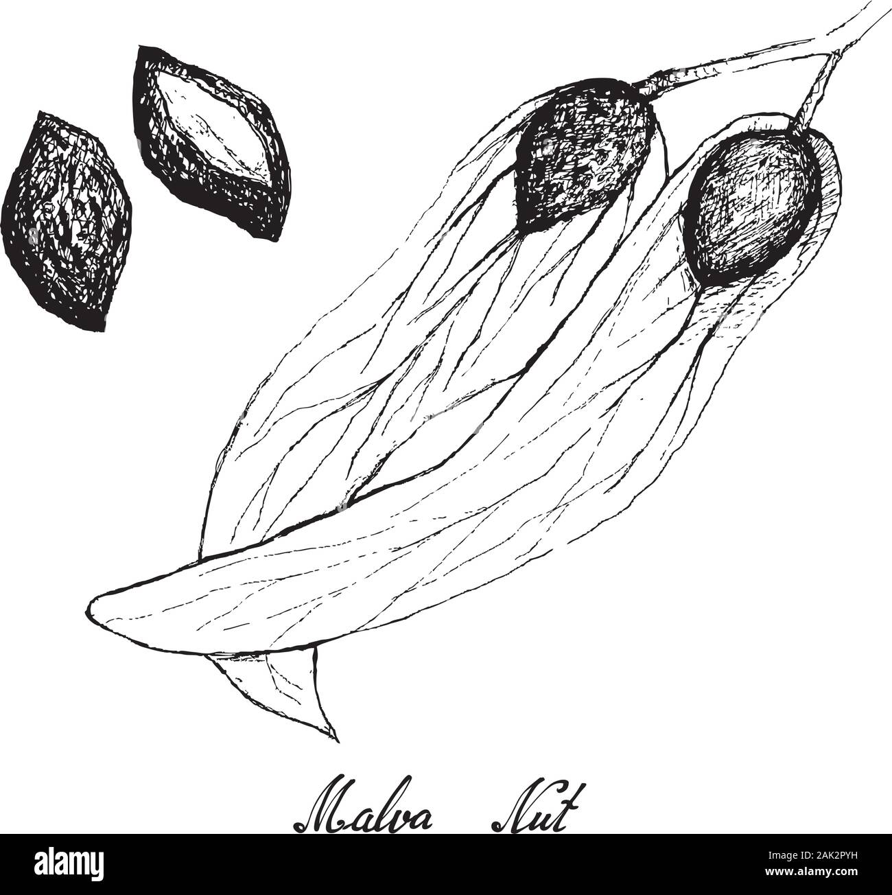 Illustration Hand Drawn Sketch of Malva Nuts on A Tree, Used in Traditional Asian Culinary and Medicine Ayurveda Stock Vector