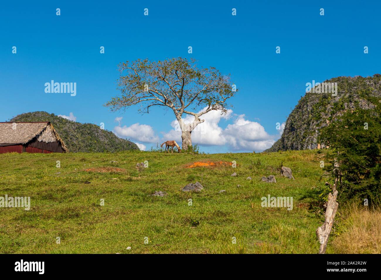 A single tree and a horse on a farm in Vinales Valley, Cuba. Stock Photo