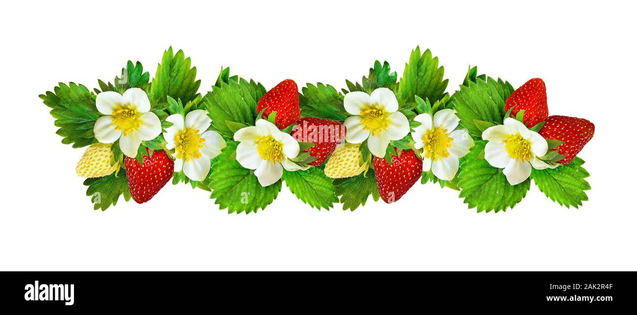Strawberries line arrangement with flowers, berries and leaves isolated on white. Set. Stock Photo