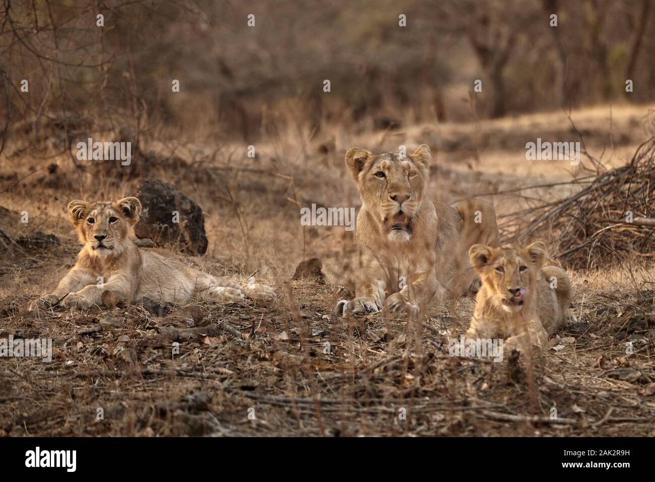 Asiatic Lion family at gir forest, India. Stock Photo