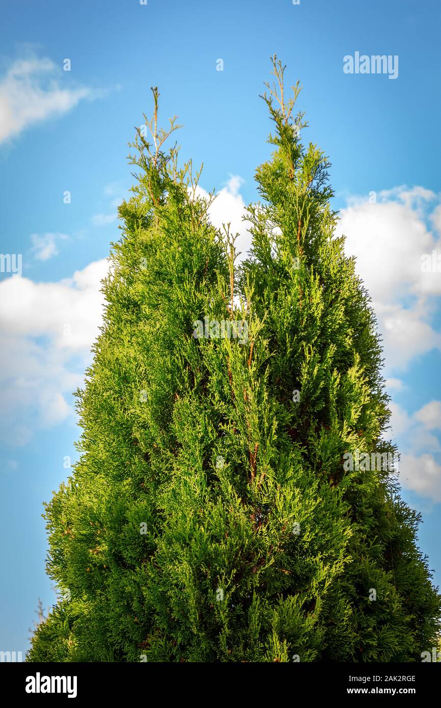 The top of the evergreen high arborvitae in the backyard against the blue sky. Stock Photo