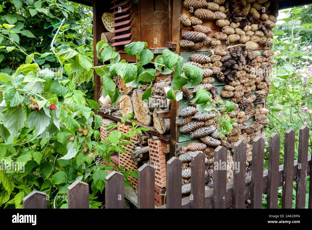 Overgrown garden wooden fence  insect hotel for wild animals raspberry plant Stock Photo