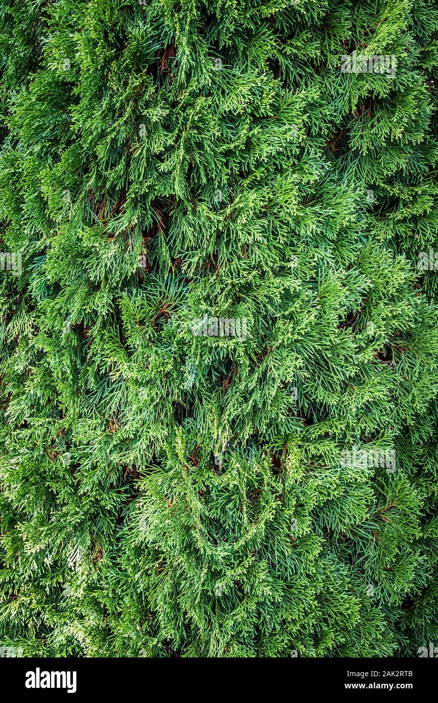 Thuja green foliage close up as background. Stock Photo