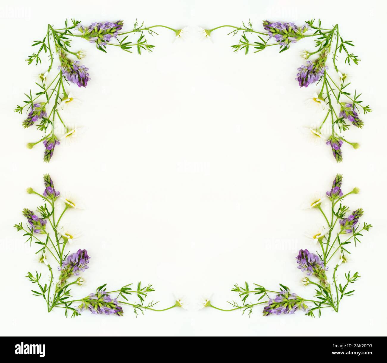 Summer field flowers frame on white background. Flat lay. Top view. Stock Photo