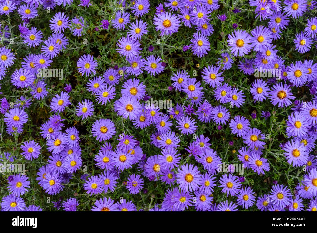 Lawn with flowers symphyotrichum novi-belgii as a background. Stock Photo