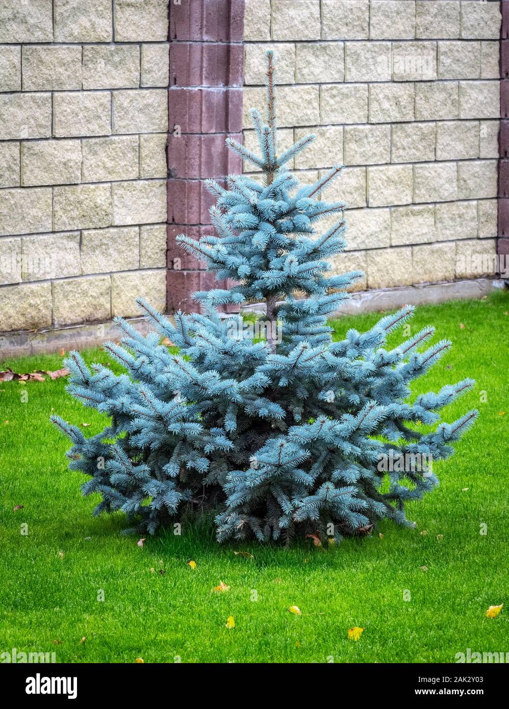 Blue Decorative Spruce On The Lawn In The Territory Of A Private