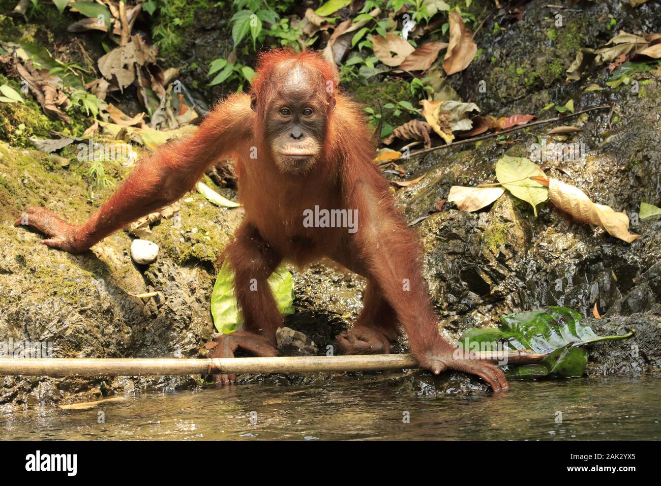 Orang Outan High Resolution Stock Photography And Images Alamy Orang Outan High Resolution Stock Photography And Images Alamy