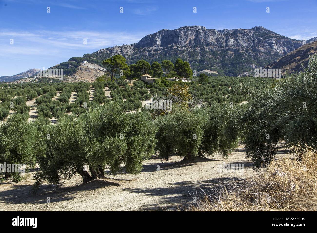 Provinz Jaen/Cazorla: Olivenlandschaft am Rande der Sierra de Cazorla, Andalusien | usage worldwide Stock Photo