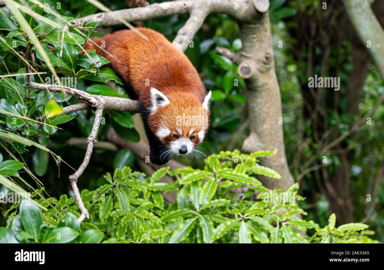 Red Panda climbing tree; red panda on a tree Stock Photo - Alamy