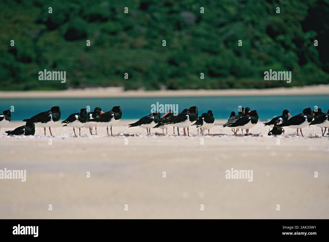 A colony of water birds stands at a beach in the Abel Tasman National Park that is situated between the two large bays of the Golden bay and the Tasma Stock Photo