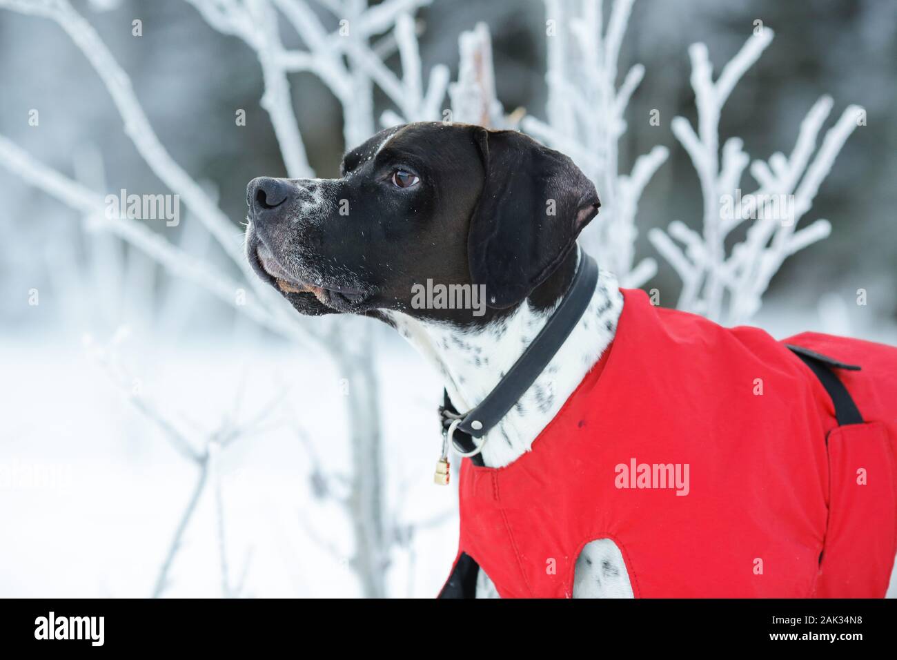 red english pointer