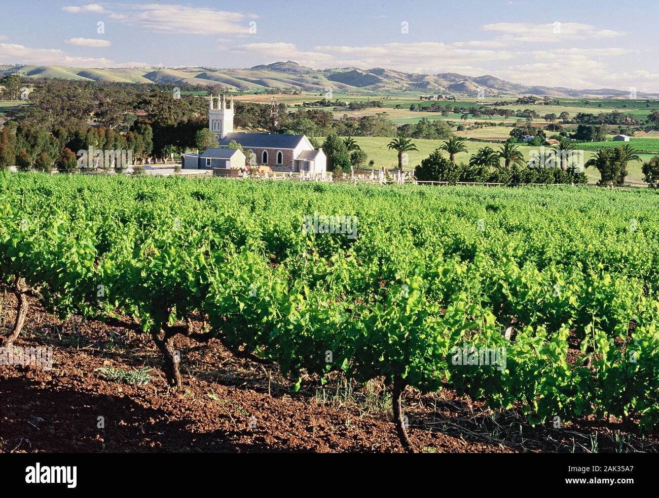 View of vine in Seppeltsfield in the Barossa Valley (South Australia), Australia.  (undated picture) | usage worldwide Stock Photo