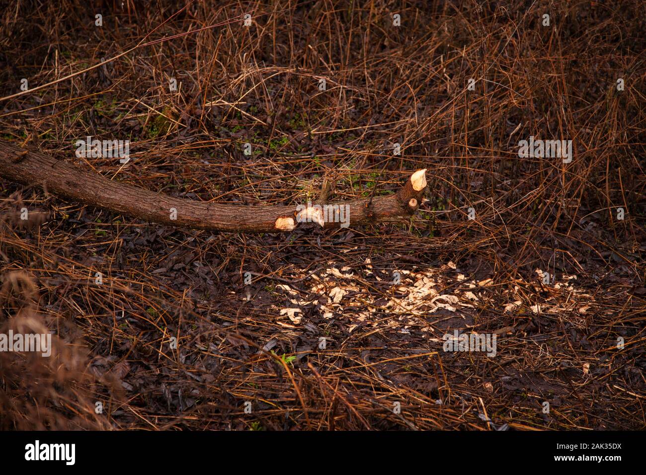 trees cut by beavers, teeth marks on trees Stock Photo - Alamy