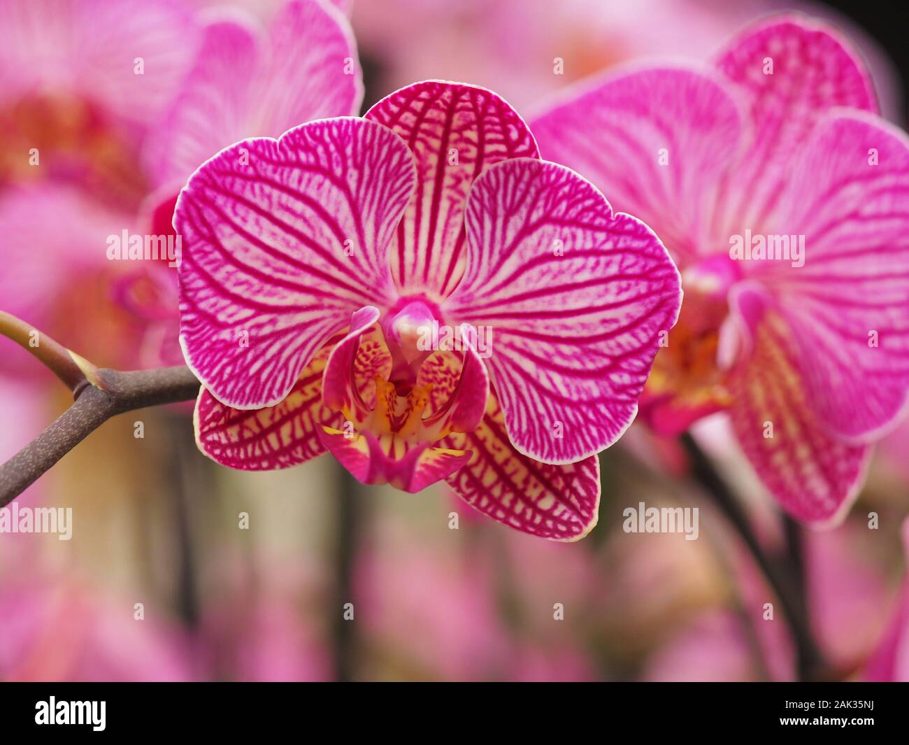 Bright pink bloom hi-res stock photography and images - Alamy