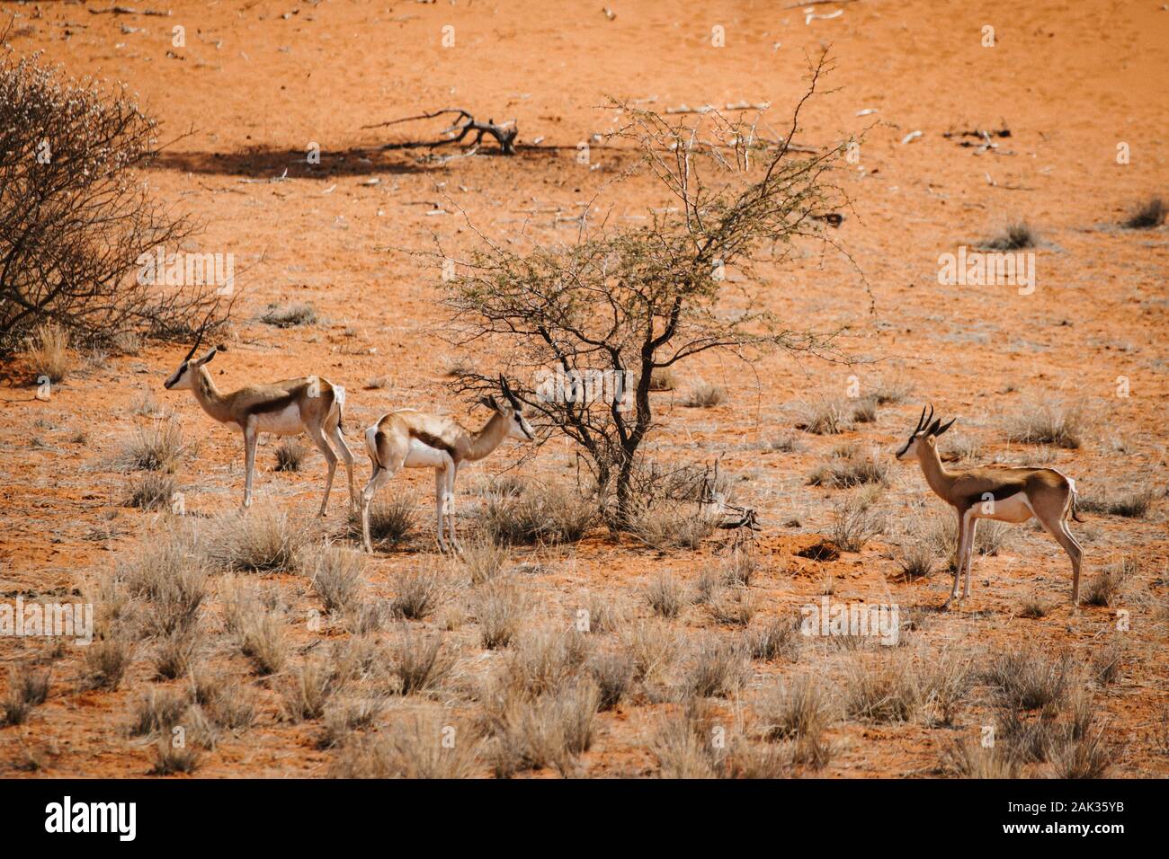 three gazelles standing in the desert with red sand Stock Photo