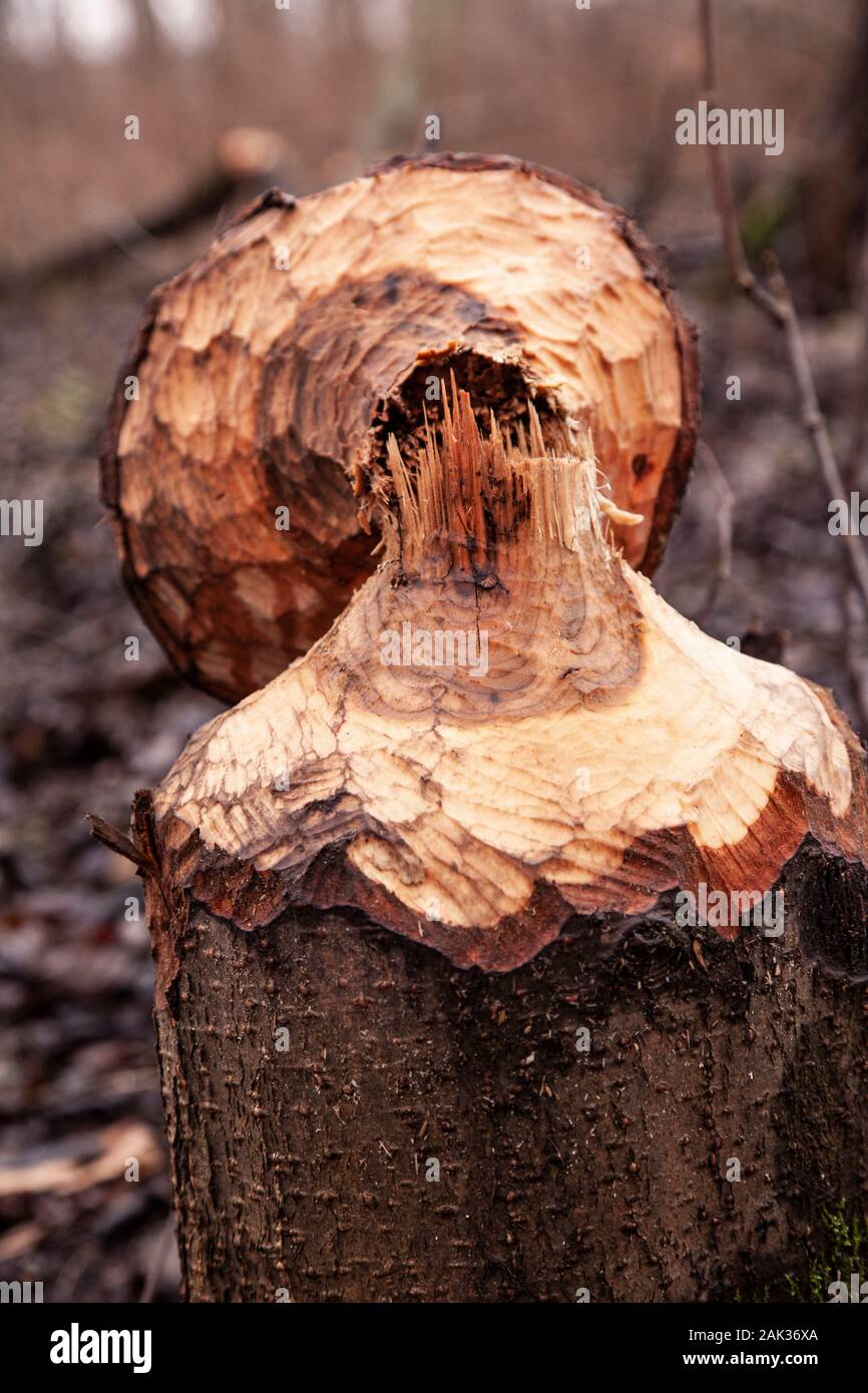 trees cut by beavers, teeth marks on trees Stock Photo - Alamy