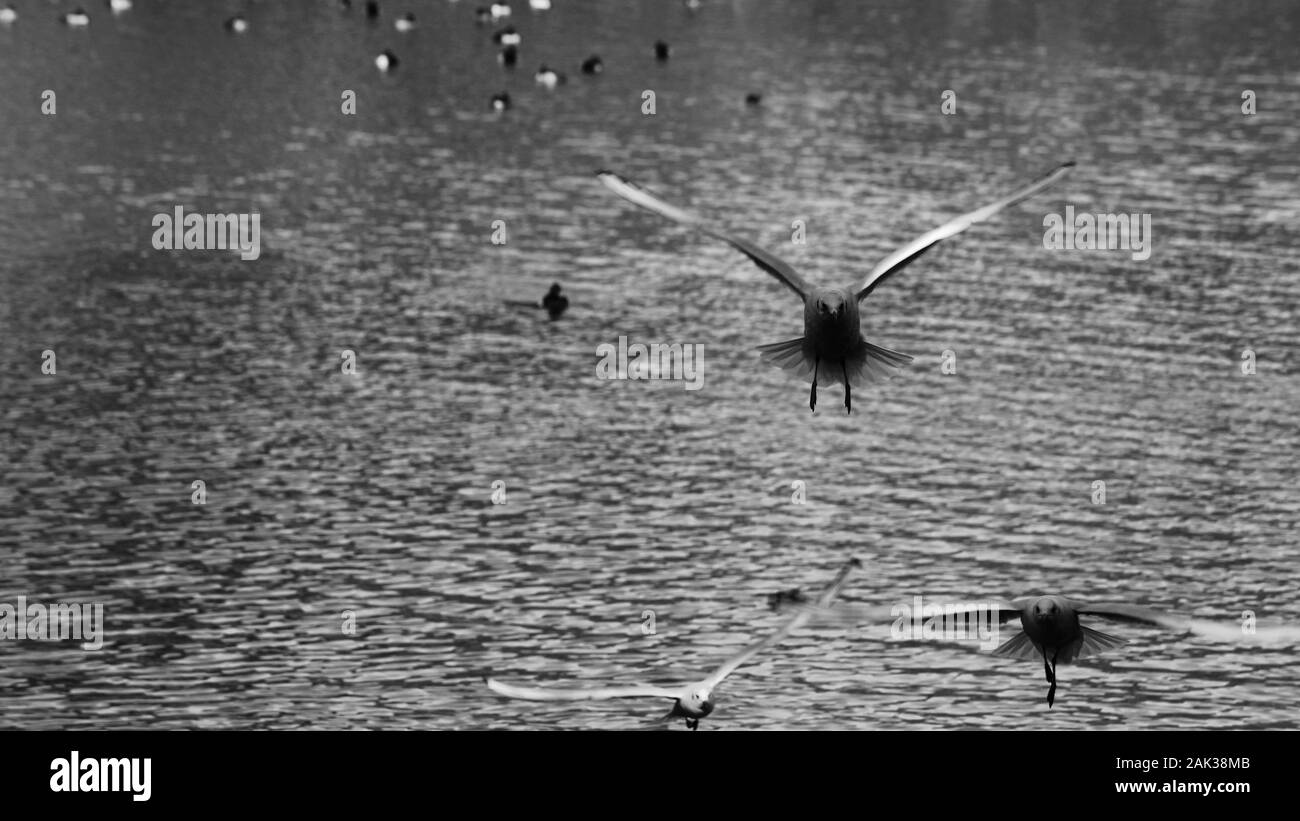 Black and white photo of a flock of seagulls flying over the lake Stock ...