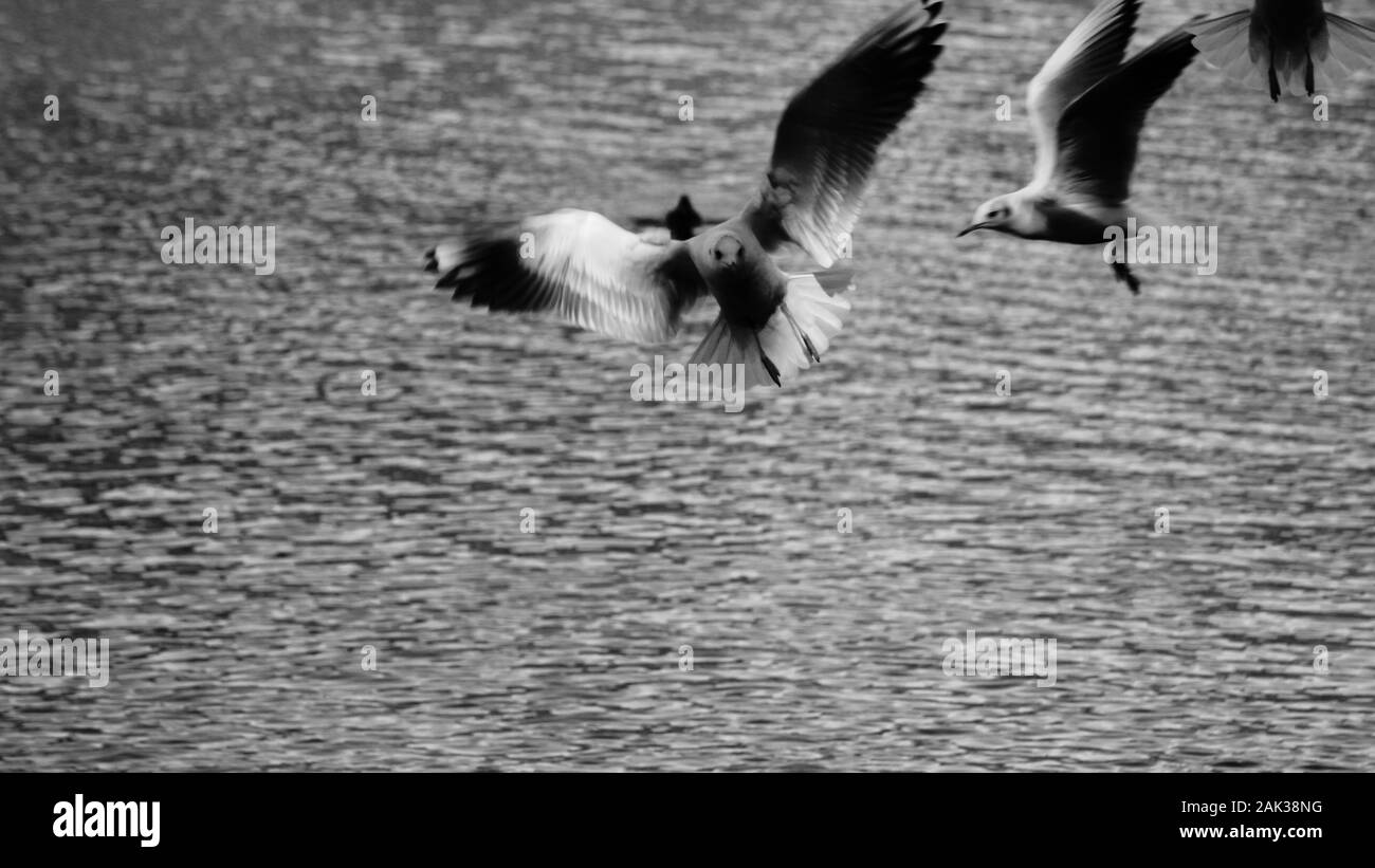 Black and white photo of a flock of seagulls flying over the lake Stock ...