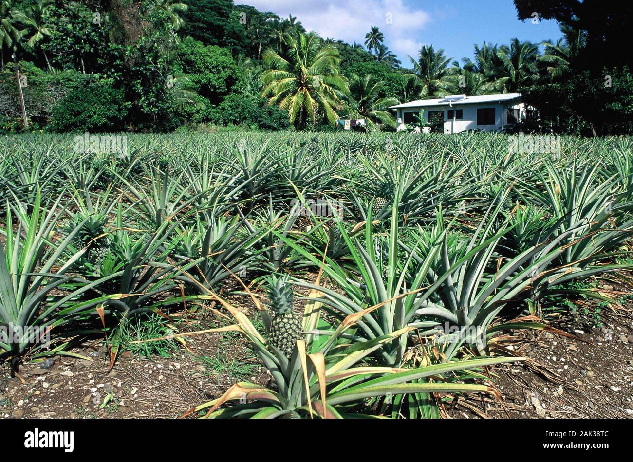 Pineapple plants grow on a plantation in the heartland of the island of Rarotonga. The fruits