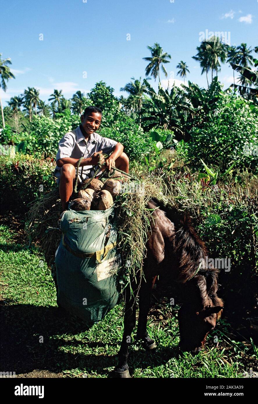 A local boy transporting coconuts on a horse on the island of Upolu in Samoa. Upolu is besides