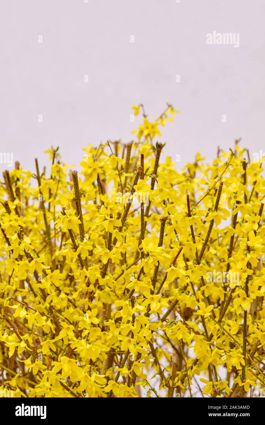 Forsythia And Garden High Resolution Stock Photography And Images Alamy