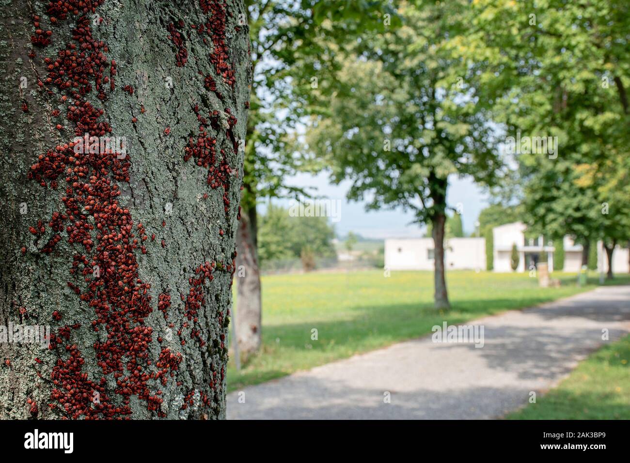 Many firebugs on a tree in different stages of development. Close-up ...