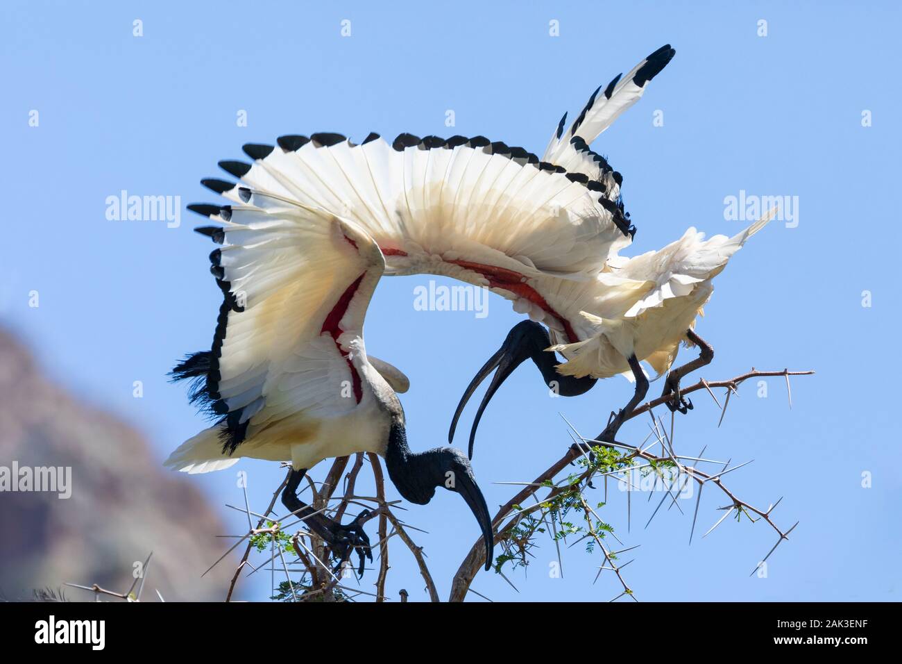 African Sacred Ibis (Threskiornis aethiopicus), Leidam, Montagu, Boland, Western Cape, South Africa. Balancing on thin branches - wings outstretched Stock Photo