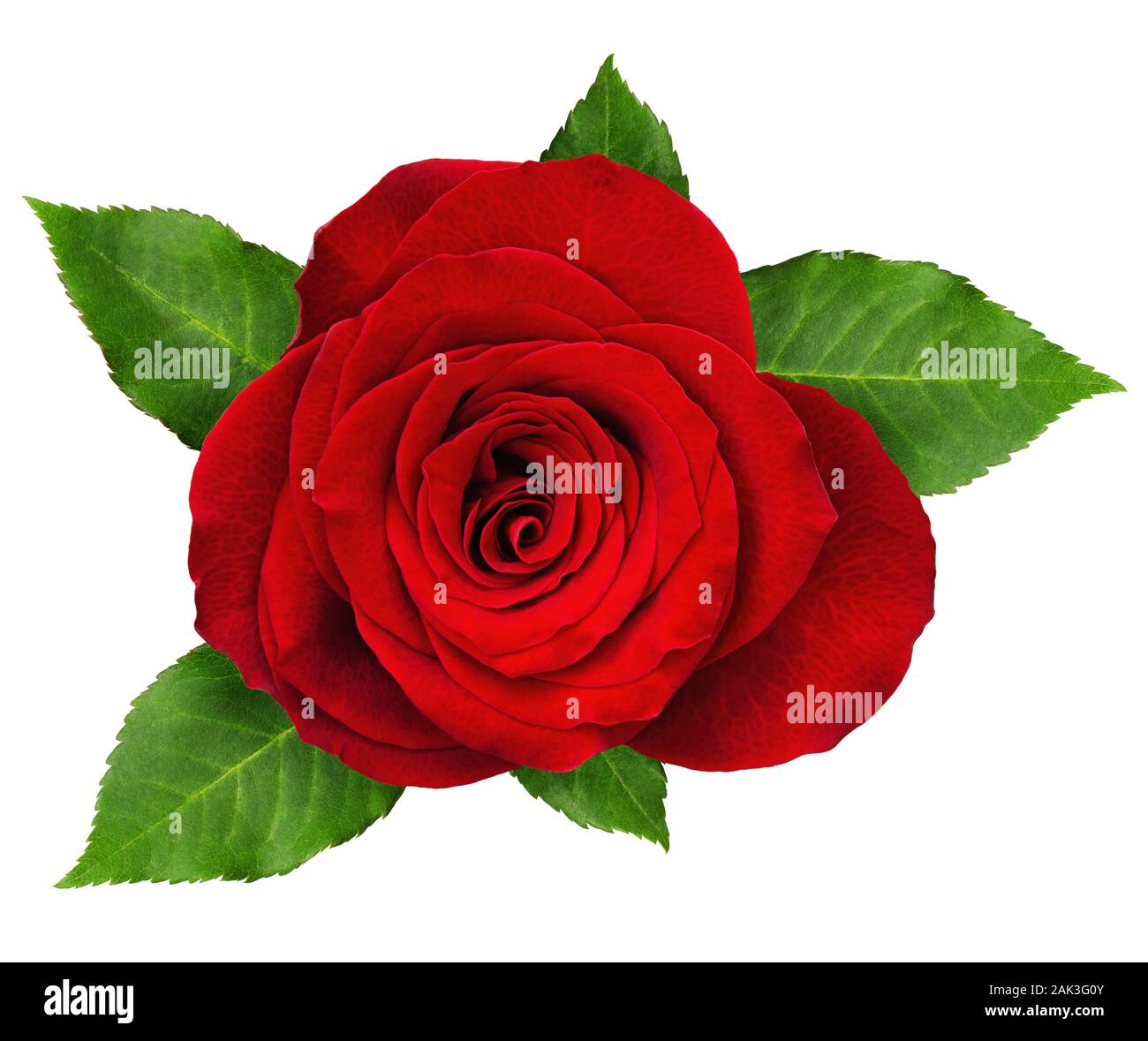 Red rose flower rosette with leaves isolated on white. Top view Stock Photo Alamy