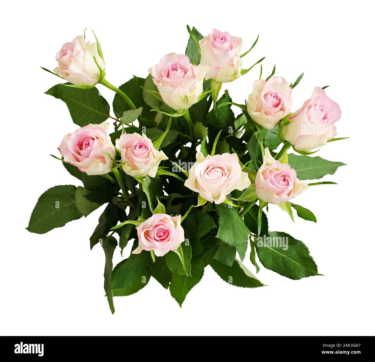 Beautiful white rose flowers bouquet isolated on white. Top view Stock