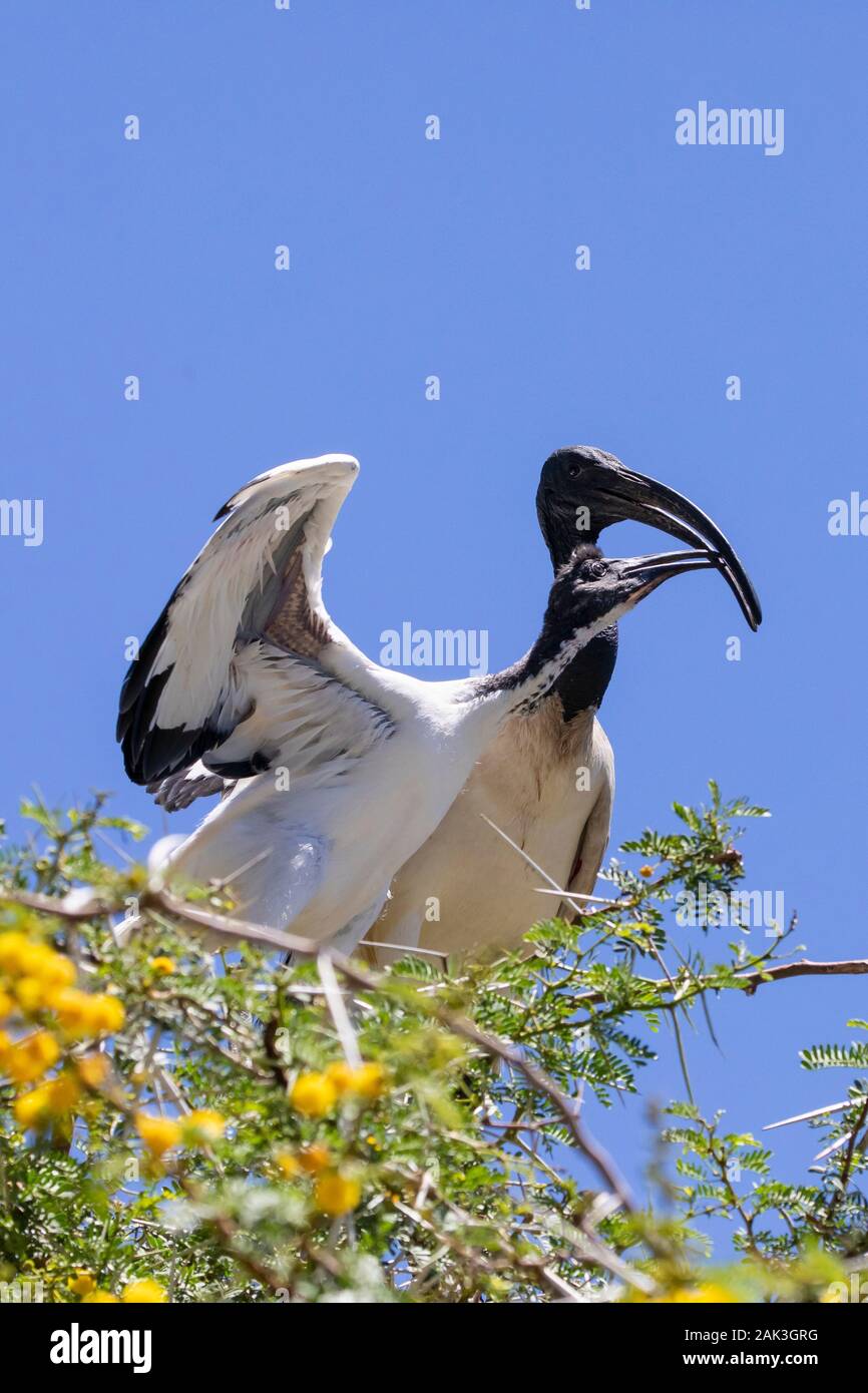 African Sacred Ibis (Threskiornis aethiopicus), Leidam, Montagu, Boland, Western Cape, South Africa. Fledgling on nest begging for food from parent Stock Photo