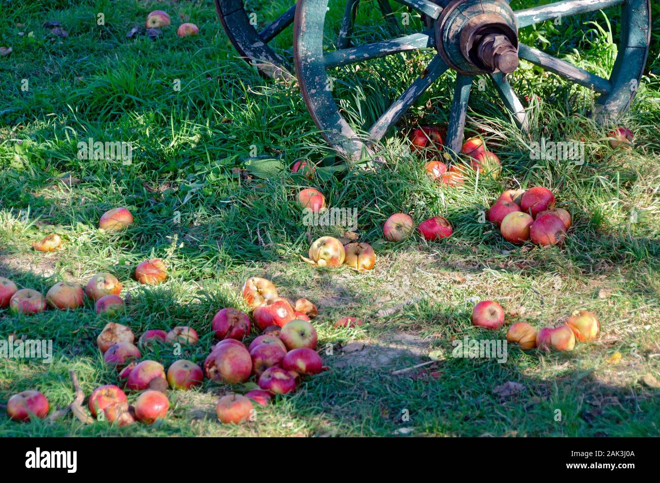 Partly rotten colorful apples falling from a tree lying in green grass before an old wooden wheel Stock Photo