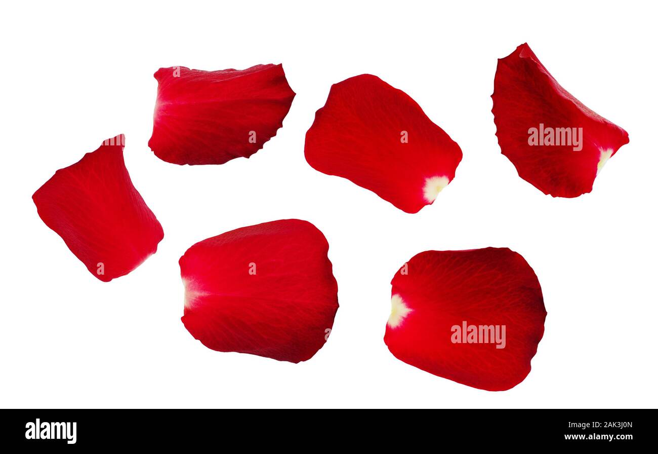 Set of red rose petals isolated on white background Stock Photo - Alamy