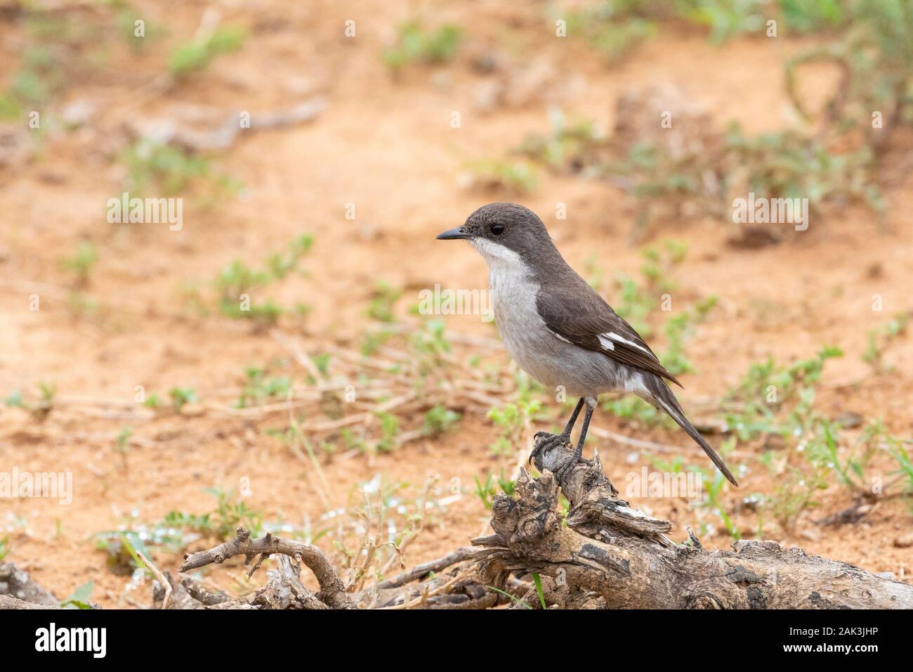 Fiscal Flycatcher (Sigelus silens) perched on branch Addo Elephant National Park, Eastern Cape, South Africa Stock Photo