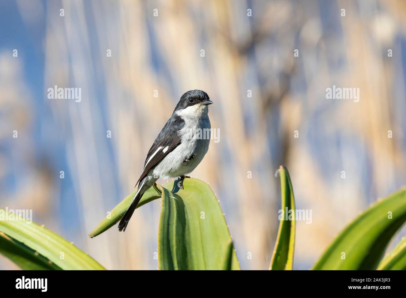 Fiscal Flycatcher (Sigelus silens) perched on aloe leaf, Breede River, Western Cape, South Africa Stock Photo