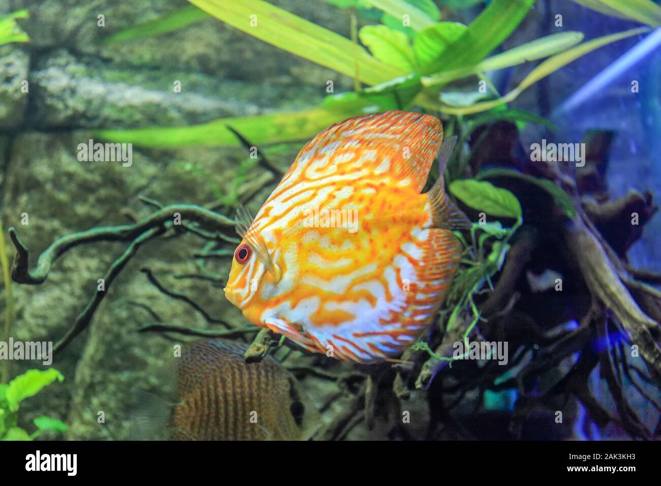 Colorful discus fish in an aquarium (Symphysodon) Stock Photo