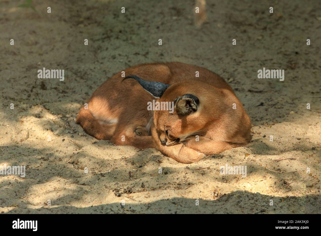 Sleeping in the sand caracal. (Caracal caracal) Stock Photo