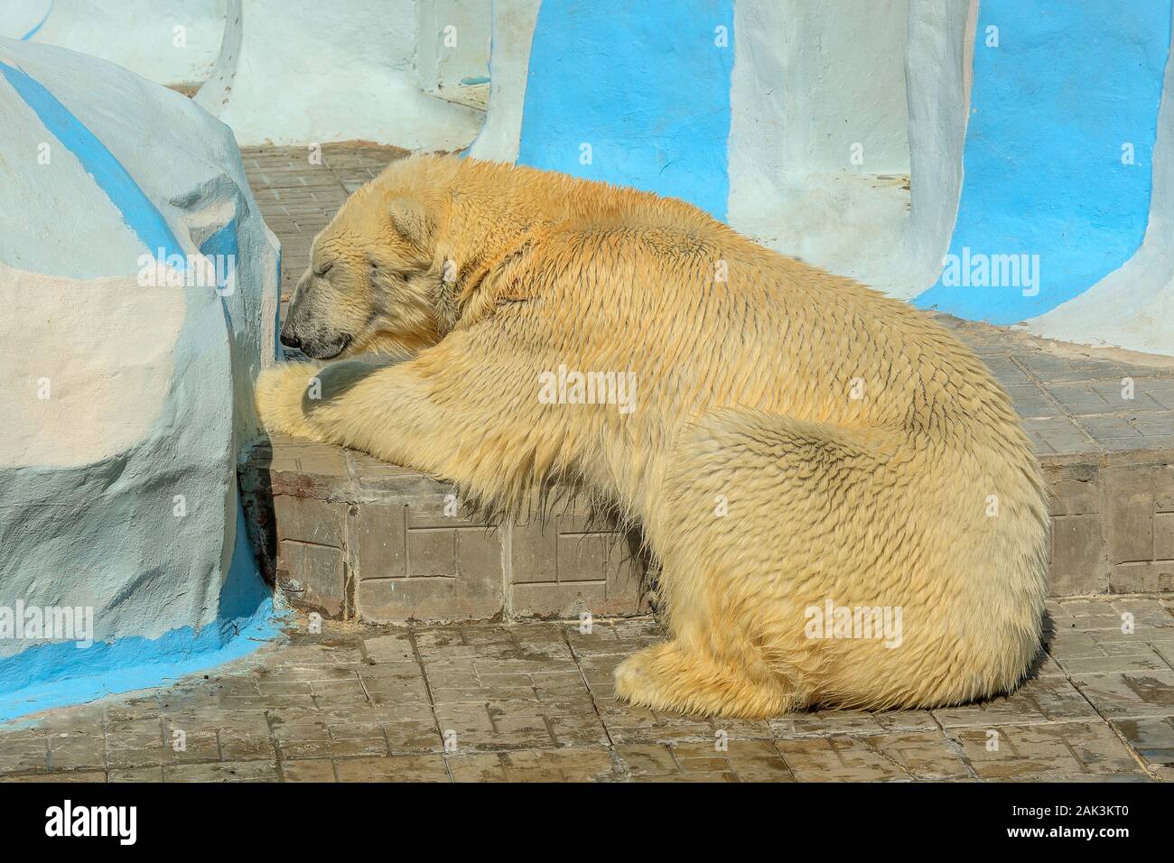 Sleeping polar bear at the zoo (Ursus maritimus) Stock Photo