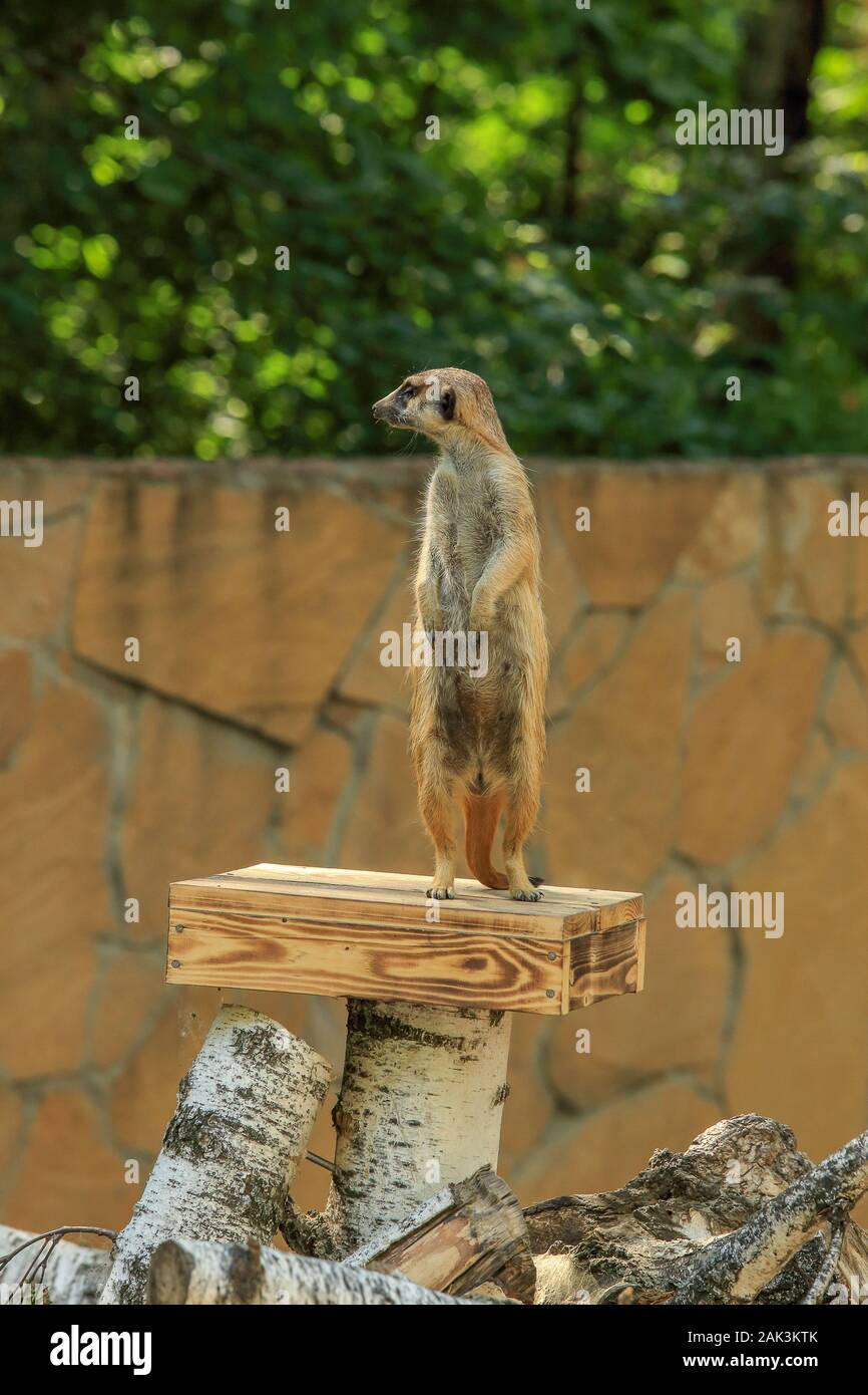 One meerkat at the zoo (Suricata suricatta) Stock Photo