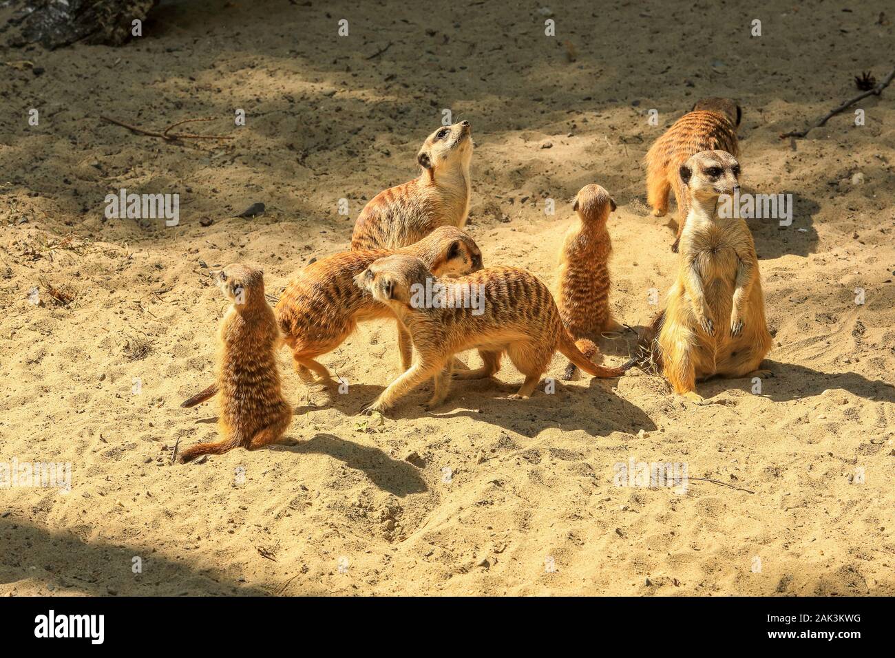 Flock of meerkats in the sand (Suricata suricatta) Stock Photo