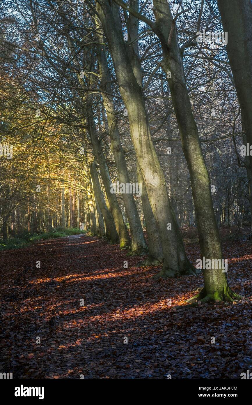 A row of Beech Trees Fagus sylvatica in a misty autumnal Thorndon Park North in Brentwood in Essex. Stock Photo