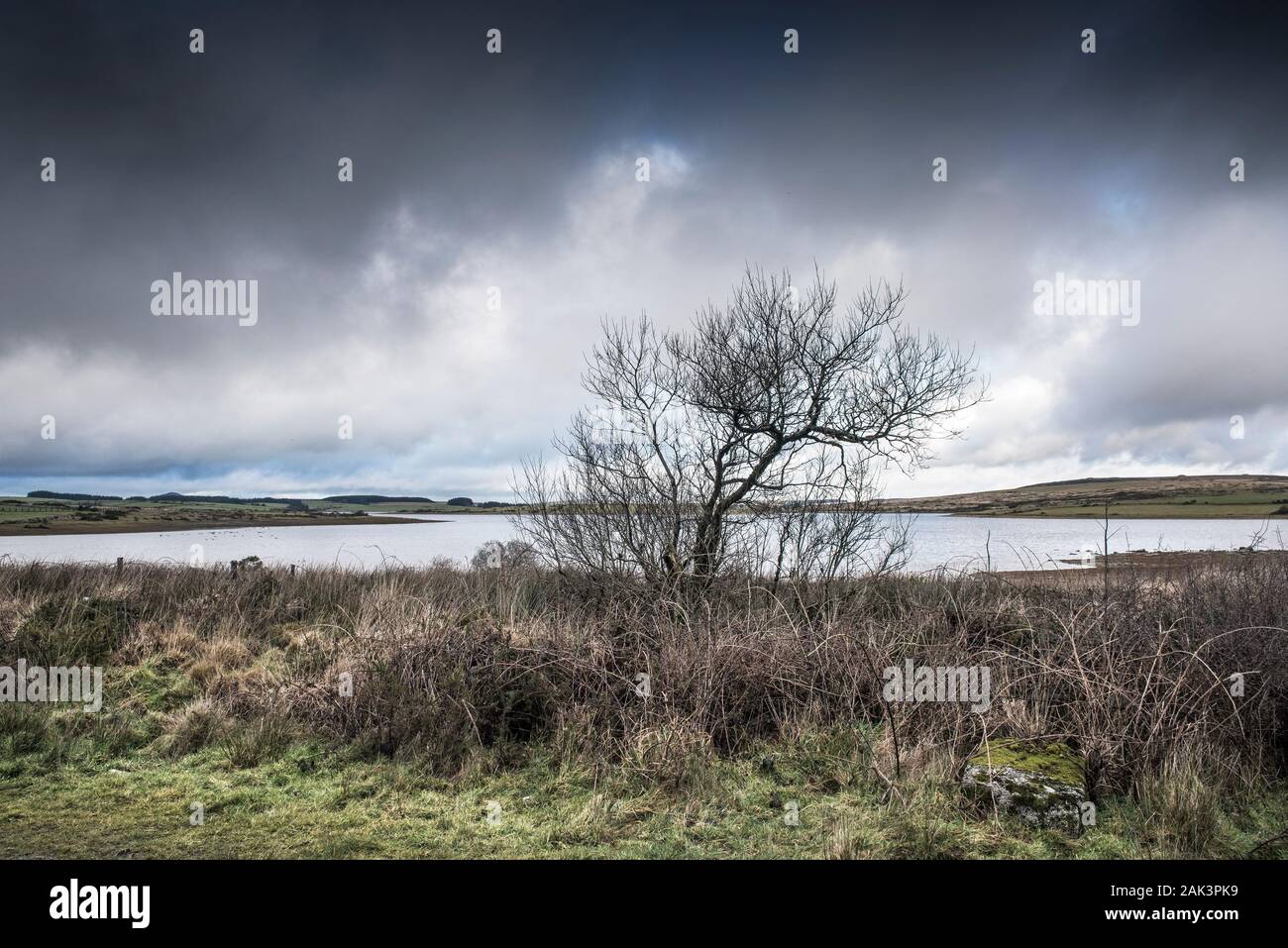 A tree on the foreshore of Colliford Lake on Bodmin Moor in Cornwall. Stock Photo