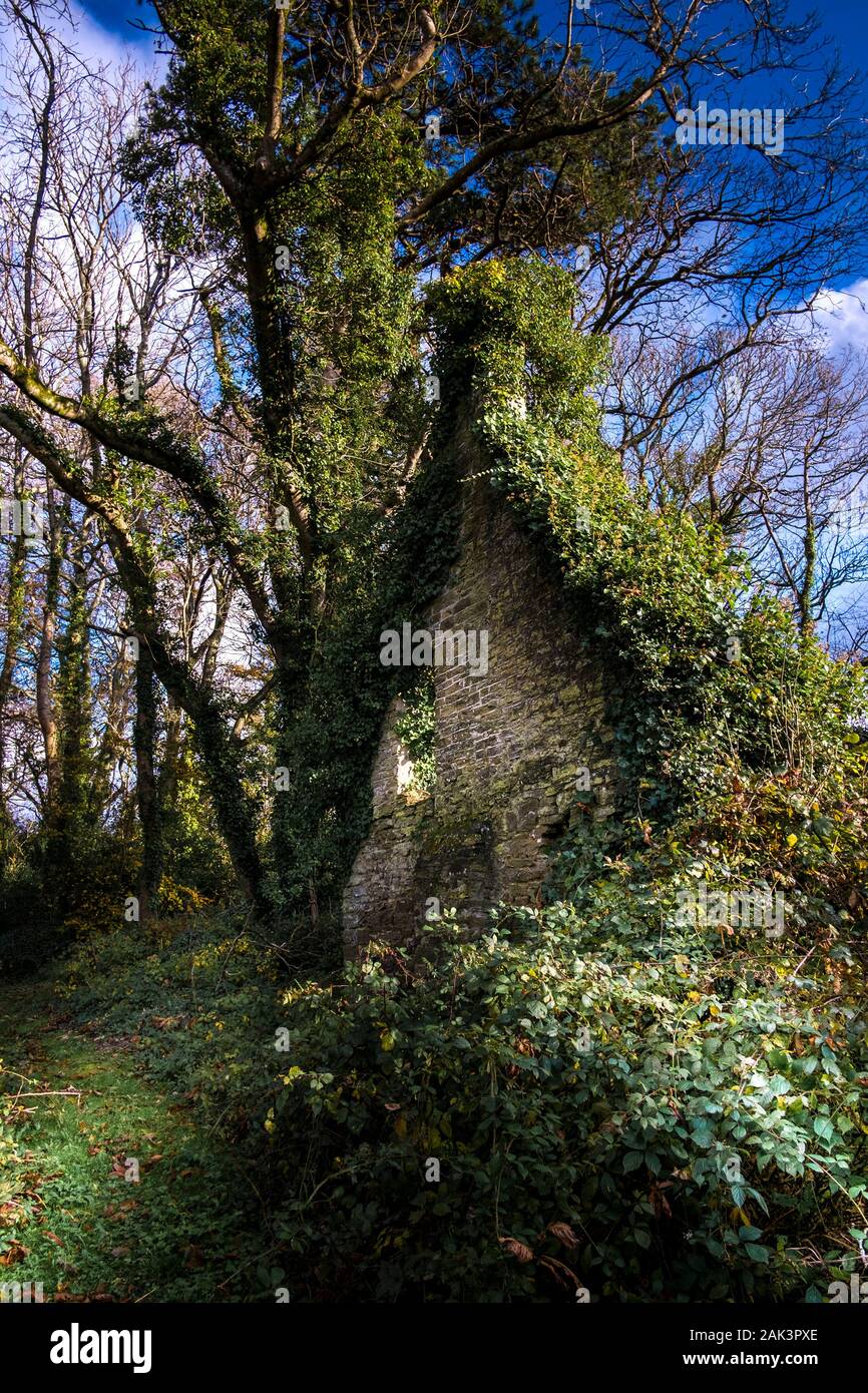 The remains of the Fir Hill Manor House in Colan Woods, the overgrown grounds of the historic Fir Hill Estate in Colan Parish in Newquay in Cornwall. Stock Photo