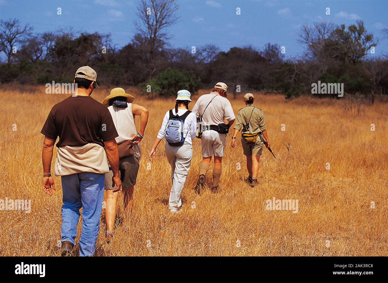 This photo shows tourists on a walk with an armed Ranger through the Sabi Sabi Bush in the Krüger National Park near Mpumalanga, South Africa. (undate Stock Photo