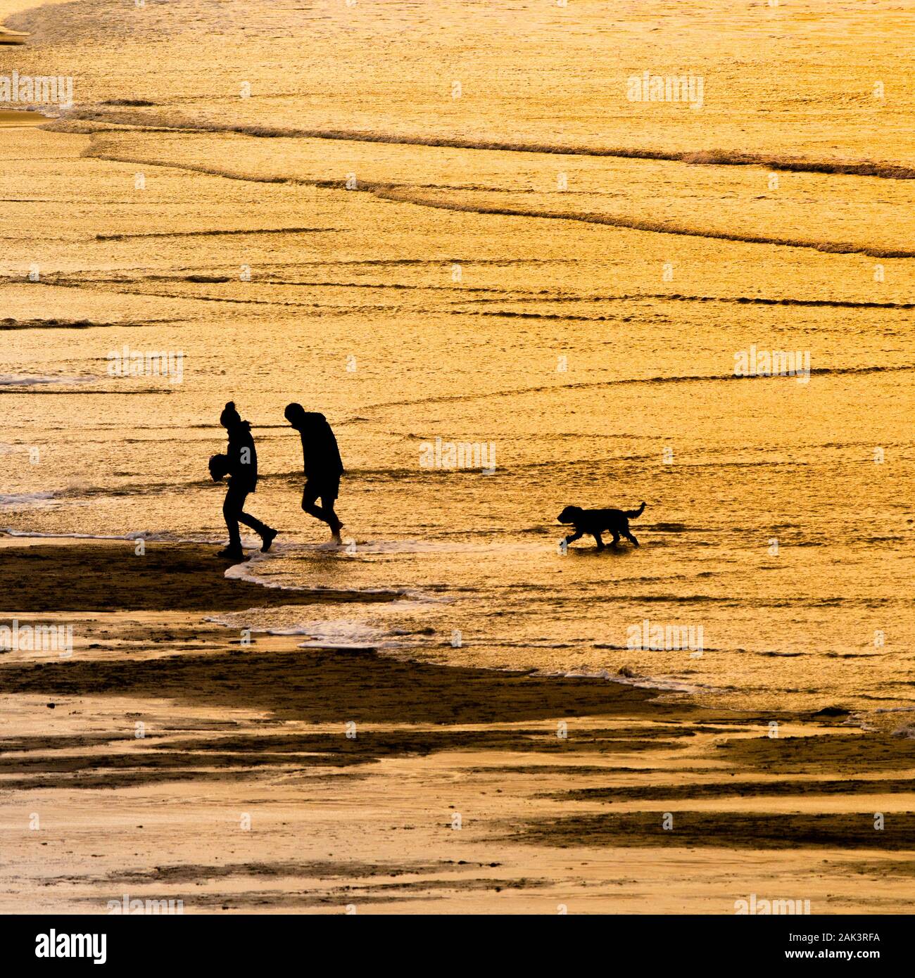 Two people and their pet dog silhouetted by the intense golden light of the setting sun as they walk along the shoreline at Fistral beach in Newquay i Stock Photo