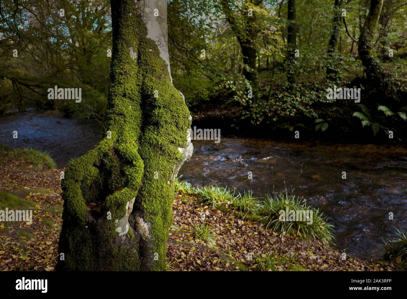Moss growing on the trunk of a tree in the ancient woodland of Draynes Wood in Cornwall. Stock Photo