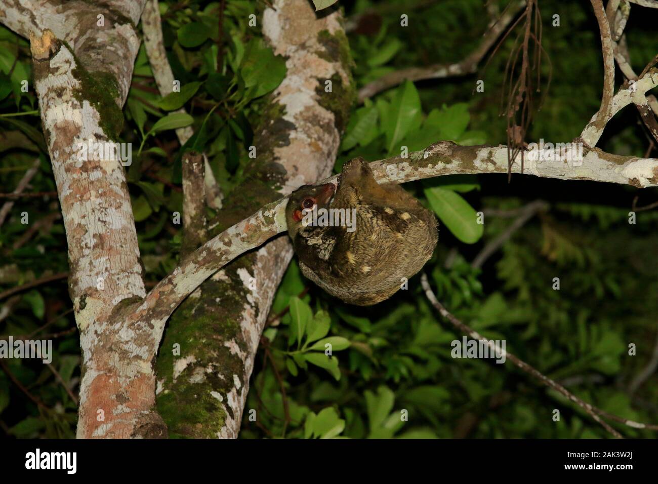 Flying lemur in Bako national Park Stock Photo
